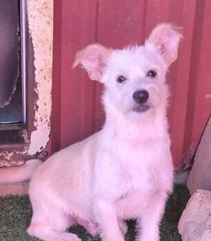 Abraham -  Cairn Terrier and Terrier Dog for Adoption in Carrollton, Texas - Abraham | PetCurious
