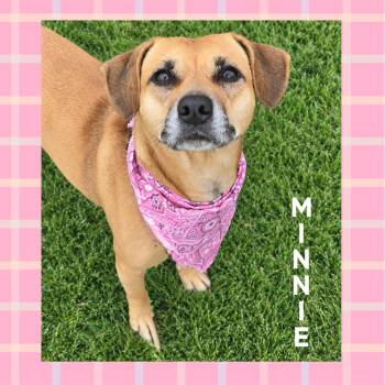 Minnie Pearl -  Beagle and Pit Bull Terrier Dog for Adoption in Mokena, Illinois - Minnie Pearl | PetCurious