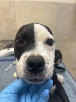 Rescue Pit Bull Terrier and Mixed Breed Dogs for Adoption in Honolulu, Hawaii - 59658148 | PetCurious