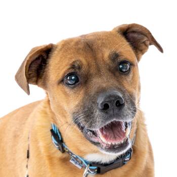 Rescue American Staffordshire Terrier and Beagle Dogs for Adoption in San Francisco, California - Dillon 13064 | PetCurious