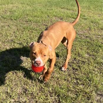 Bruno -  Pit Bull Terrier Dog for Adoption in Richmond Hill, Georgia - Bruno | PetCurious