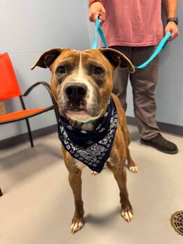 Badger -  Terrier Dog for Adoption in Zanesville, Ohio - Badger | PetCurious