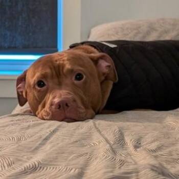 Rescue Pit Bull Terrier Dogs for Adoption in Phoenixville, Pennsylvania - Nala | PetCurious