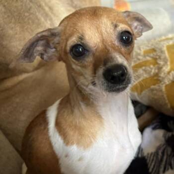 Chihuahua Dogs Available for Adoption - Frida | PetCurious