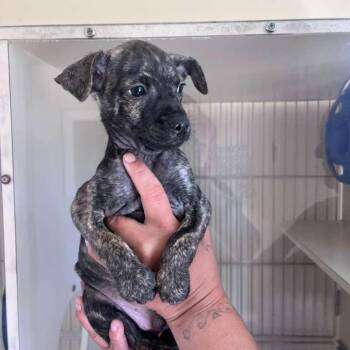 Percy -  Chihuahua and Dachshund Dog for Adoption in San Pablo, California - Percy | PetCurious