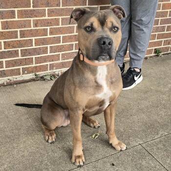 Rescue American Bully Dogs for Adoption in Waterloo, Iowa - Poncho | PetCurious