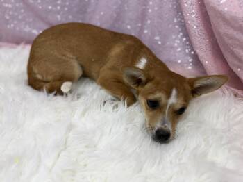 Waffle -  Chihuahua Dog for Adoption in Cedarburg, Wisconsin - Waffle | PetCurious