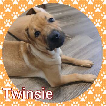 Rescue Shepherd Dogs for Adoption in Tucson, Arizona - Twinsie | PetCurious