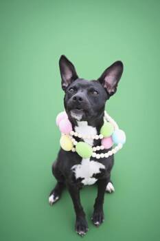 Chihuahua and Pit Bull Terrier Dogs Available for Adoption in Fruit Heights, Utah - Lil Bud | PetCurious