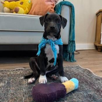 Sox Knox Silly Lover Boy -  Pit Bull Terrier and Labrador Retriever Dog for Adoption in Friendswood, Texas - Sox Knox Silly Lover Boy | PetCurious