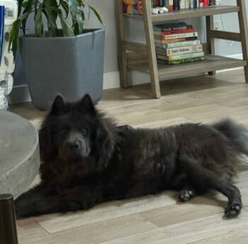 Rescue Chow Chow Dogs for Adoption in San Antonio, Texas - BORIS | PetCurious