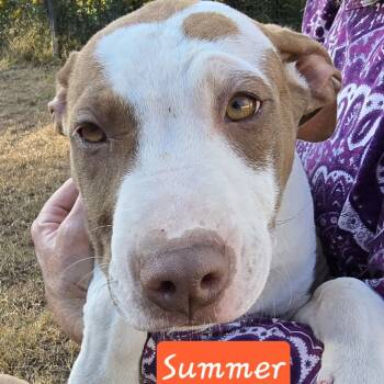 Rescue Shar Pei and Feist Dogs for Adoption in Lenoir, North Carolina - Summer (Coopers Corner) | PetCurious