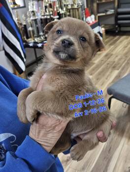 Paulie -  German Shepherd Dog and Rottweiler Dog for Adoption in Nucla, Colorado - Paulie | PetCurious