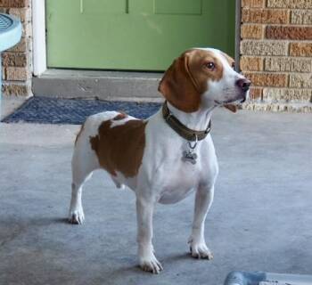 Jude -  Beagle Dog for Adoption in Tomball, Texas - Jude | PetCurious
