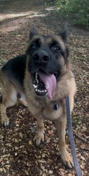 Enzo -  German Shepherd Dog Dog for Adoption in Stratham, New Hampshire - Enzo | PetCurious