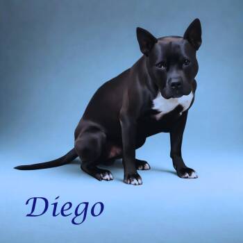 Diego D26-042 -  Pit Bull Terrier Dog for Adoption in Lebanon, Tennessee - Diego D26-042 | PetCurious