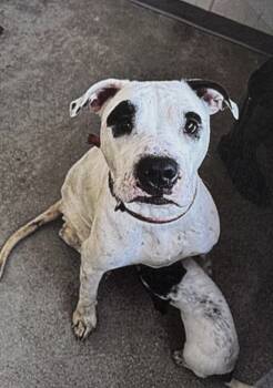 Rescue Mixed Breed Dogs for Adoption in Fort Madison, Iowa - Molly | PetCurious