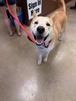 Husky and Mixed Breed Dogs Available for Adoption in Irving, Texas - Bumblebee | PetCurious