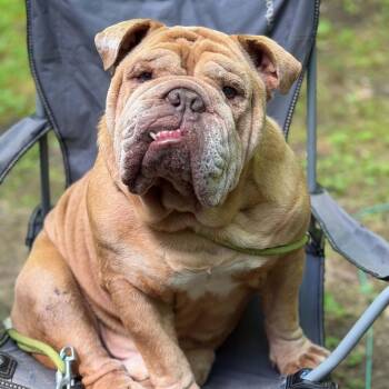 Tank -  English Bulldog Dog for Adoption in Brockport, New York - Tank | PetCurious