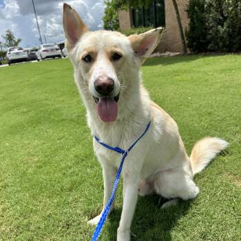 Rescue Shepherd Dogs for Adoption in Baton Rouge, Louisiana - Connor (153162) | PetCurious