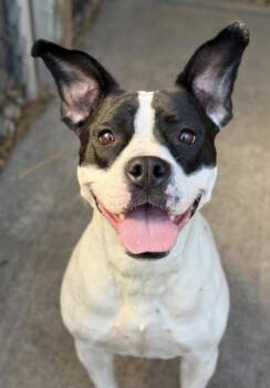 Snack Pack. -  Pit Bull Terrier Dog for Adoption in Chicago, Illinois - Snack Pack. | PetCurious