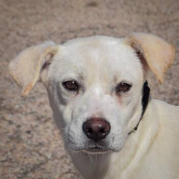 Valkyrie -  Husky and Yellow Labrador Retriever Dog for Adoption in Huntley, Illinois - Valkyrie | PetCurious