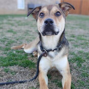 Mixed Breed Dogs Available for Adoption in Columbiana, Alabama - Goldie | PetCurious
