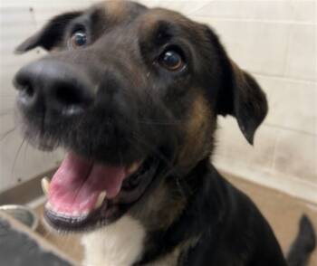 Rescue Belgian Shepherd Malinois and Mixed Breed Dogs for Adoption in San Bernardino, California - RONAN | PetCurious