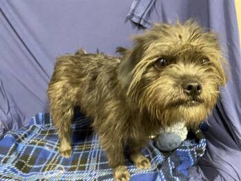 Cairn Terrier Dogs Available for Adoption in Modesto, California - A609331 | PetCurious