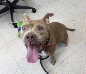 Karma -  Pit Bull Terrier Dog for Adoption in Waverly, Tennessee - Karma | PetCurious