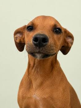 Carlton -  Mixed Breed Dog for Adoption in Gulfport, Mississippi - Carlton | PetCurious