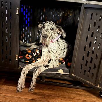 Rescue Great Dane Dogs for Adoption in Hinesville, Georgia - Maezie-moo | PetCurious