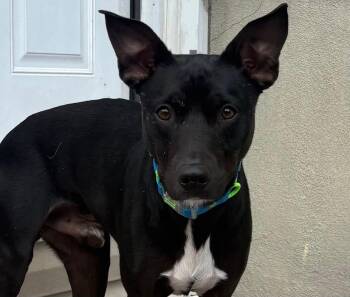 Oliver -  Feist Dog Available for Adoption - Oliver | PetCurious