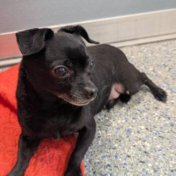 Chihuahua Dogs Available for Adoption - Whiskey | PetCurious