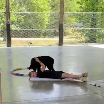 Saint Bernard and Retriever Dogs Available for Adoption in Columbus, North Carolina - Tonka | PetCurious