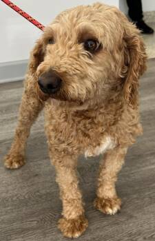 Ali -  Cavalier King Charles Spaniel and Poodle Dog for Adoption in Westminster, Maryland - Ali | PetCurious