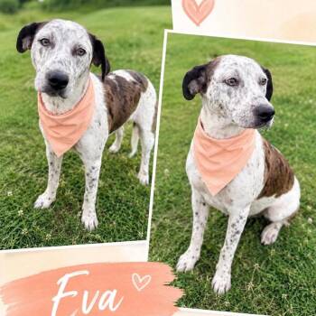 Eva -  Cattle Dog and Mixed Breed Dog for Adoption in Hackett, Arkansas - Eva | PetCurious