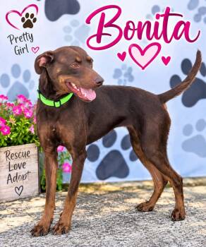 Bonita -  Mixed Breed Dog for Adoption in Sunbright, Tennessee - Bonita | PetCurious