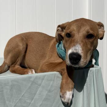 Zion -  Mixed Breed Dog for Adoption in Canal Winchester, Ohio - Zion | PetCurious