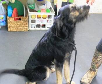 Otis -  Wirehaired Pointing Griffon and Mixed Breed Dog for Adoption in Picayune, Mississippi - Otis | PetCurious