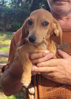 Melody -  Dachshund and Beagle Dog for Adoption in Chiefland, Florida - Melody | PetCurious