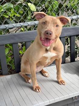 QUEEN -  Pit Bull Terrier Dog for Adoption in Fort Myers, Florida - QUEEN | PetCurious