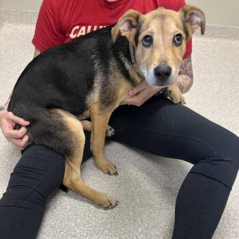 Nutty Buddy -  German Shepherd Dog Dog for Adoption in Kansas City, Kansas - Nutty Buddy | PetCurious