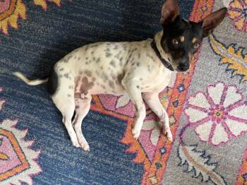 Jack Russell Terrier and Chihuahua Dogs Available for Adoption in Millcreek, Utah - Miko | PetCurious
