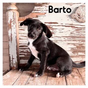 Barto -  Labrador Retriever Dog for Adoption - Barto | PetCurious