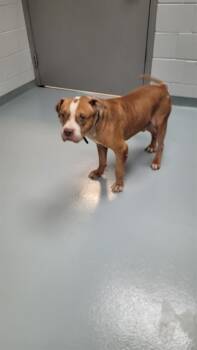 Rescue Pit Bull Terrier Dogs for Adoption in St. Cloud, Florida - COMMANDER | PetCurious