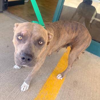 Pebbles -  Mixed Breed Dog for Adoption in Corinth, Mississippi - Pebbles | PetCurious