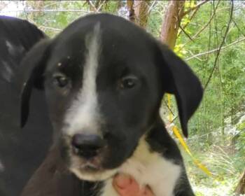 Rescue Black Labrador Retriever and Golden Retriever Dogs for Adoption in Biloxi, Mississippi - Jasmine | PetCurious