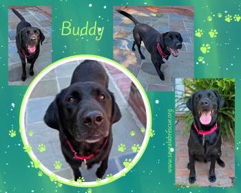 Labrador Retriever and Black Labrador Retriever Dogs Available for Adoption in Middletown, Rhode Island - Buddy | PetCurious