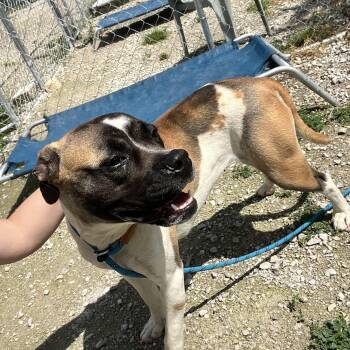 Boxer Dogs Available for Adoption in Hollister, Missouri - Quinn | PetCurious